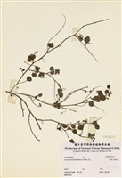 藏品(變葉山螞蝗)的圖片